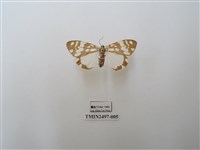 藏品(小花斑蝶燈蛾)的圖片